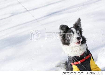 A border collie wearing clothes plays in the snow 109070116