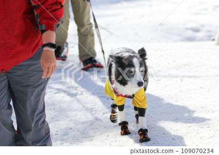 Border collie wearing shoes walking in the snow with her owner Border collie wearing shoes walking in the snow with her owner 109070234