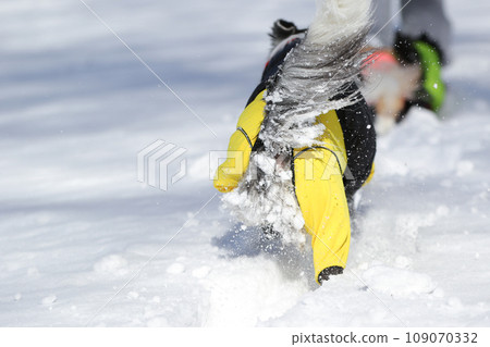 邊境牧羊犬走路時腿毛上有很多雪球 邊境牧羊犬走路時腿毛上有很多雪球 109070332