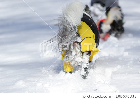 邊境牧羊犬走路時腿毛上有很多雪球 邊境牧羊犬走路時腿毛上有很多雪球 109070333