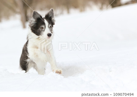 邊境牧羊犬在雪地裡瀟灑奔跑 109070494