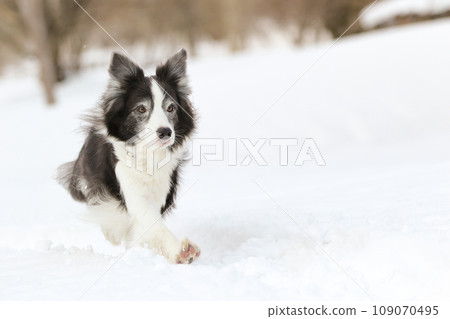 邊境牧羊犬在雪地裡瀟灑奔跑 109070495