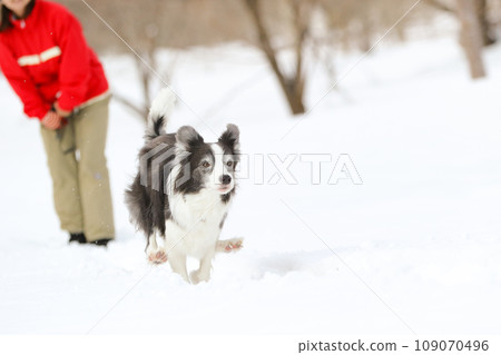 邊境牧羊犬在雪地裡瀟灑奔跑 109070496
