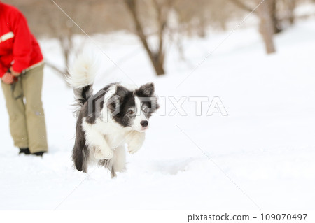 邊境牧羊犬在雪地裡瀟灑奔跑 109070497