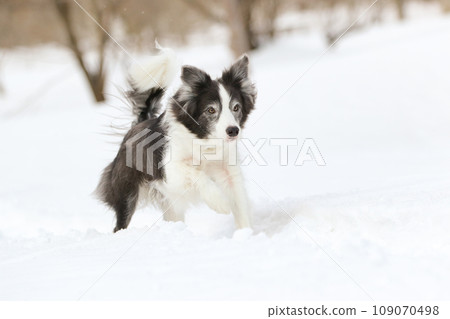 邊境牧羊犬在雪地裡瀟灑奔跑 邊境牧羊犬在雪地裡瀟灑奔跑 109070498