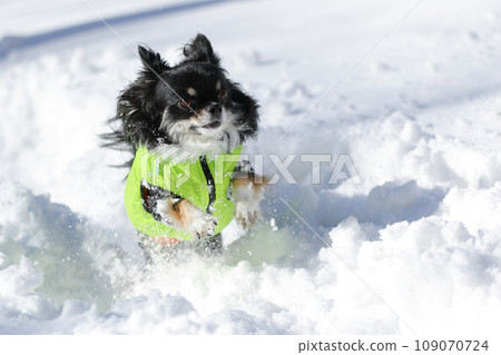 穿著衣服的黑棕褐色吉娃娃在雪地裡快樂地行走 穿著衣服的黑棕褐色吉娃娃在雪地裡快樂地行走 109070724