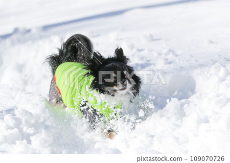穿著衣服的黑棕褐色吉娃娃在雪地裡快樂地行走 穿著衣服的黑棕褐色吉娃娃在雪地裡快樂地行走 109070726