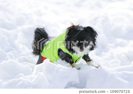 穿著衣服的黑棕褐色吉娃娃在雪地裡快樂地行走 穿著衣服的黑棕褐色吉娃娃在雪地裡快樂地行走 109070728