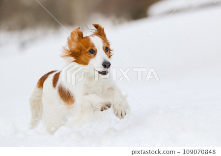 Koikerkhondje 奔跑在潔白的雪中 Koikerkhondje 奔跑在潔白的雪中 109070848