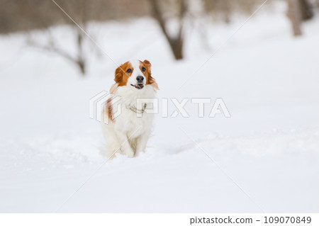 Koikerkhondje 奔跑在潔白的雪中 109070849