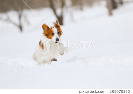 Koikerkhondje 奔跑在潔白的雪中 109070850