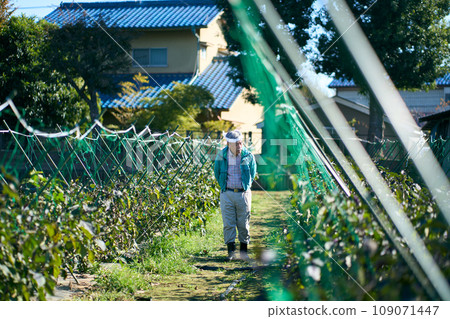A man checking the growth of crops 109071447