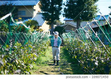 A man checking the growth of crops 109071450