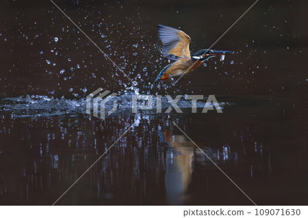 翠鳥抓到魚跳出水面的那一刻 109071630