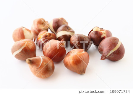 Tulip bulbs 109071724