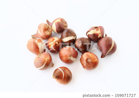 Tulip bulbs Tulip bulbs 109071727