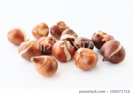Tulip bulbs Tulip bulbs 109071728