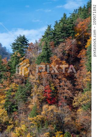進入清爽秋葉季節的世界遺產五簇山菅沼合掌造村的紅葉風景 | 富山縣南礪市 進入清爽秋葉季節的世界遺產五簇山菅沼合掌造村的紅葉風景 | 富山縣南礪市 109071892