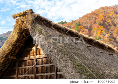 世界遺產五簇山菅沼合掌村迎來清爽的紅葉季節 | 富山縣南礪市 世界遺產五簇山菅沼合掌村迎來清爽的紅葉季節 | 富山縣南礪市 109071908
