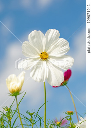 Flowers around the house, various seasons, cosmos field, clear blue sky, cosmos blooming against the blue sky. Flowers around the house, various seasons, cosmos field, clear blue sky, cosmos blooming against the blue sky. 109071941