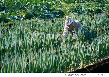 A man working in an onion field A man working in an onion field 109071992