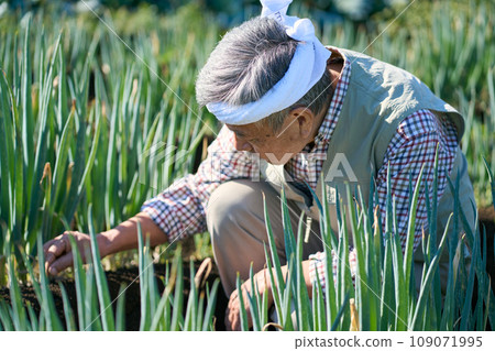 A man working in an onion field 109071995