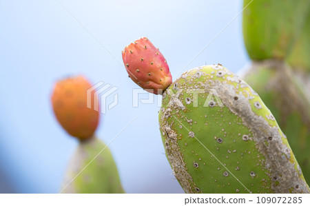 prickly pear 109072285