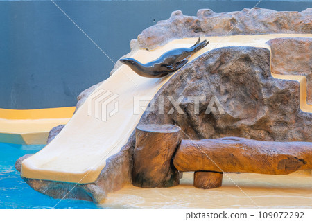 fur seals in a show 109072292