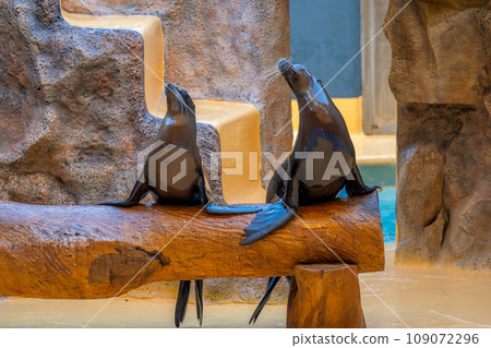 fur seals in a show 109072296