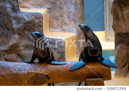 fur seals in a show fur seals in a show 109072299