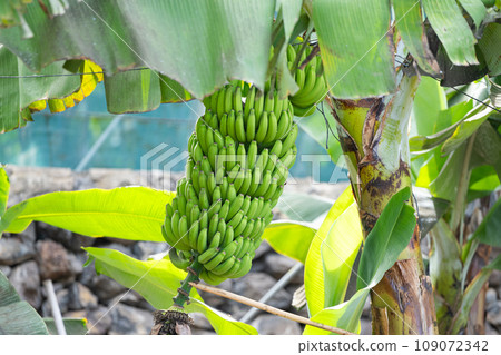 bunch of bananas growing in the Canary bunch of bananas growing in the Canary 109072342
