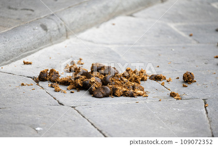 horse poop on the sidewalk 109072352
