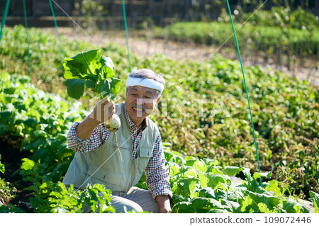 一名男子正在收割蘿蔔 109072446