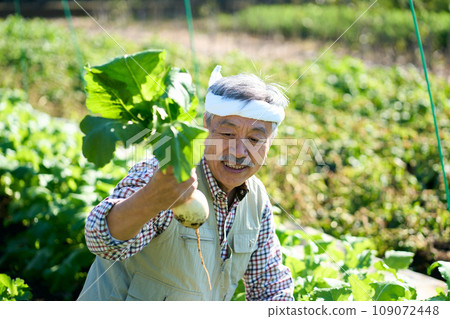 一名男子正在收割蘿蔔 一名男子正在收割蘿蔔 109072448