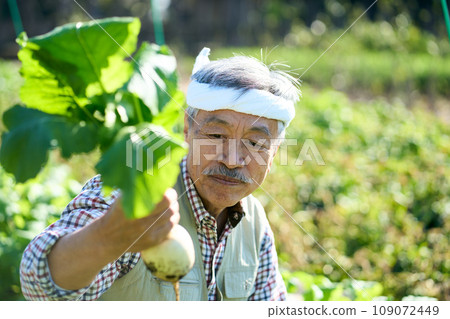A man harvesting turnips A man harvesting turnips 109072449
