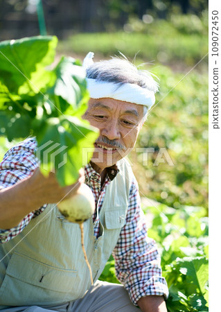 A man harvesting turnips A man harvesting turnips 109072450