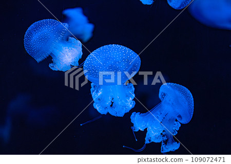 beautiful jellyfish on a dark background beautiful jellyfish on a dark background 109072471