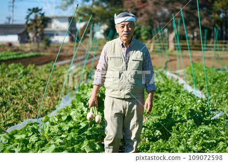 A man harvesting turnips A man harvesting turnips 109072598