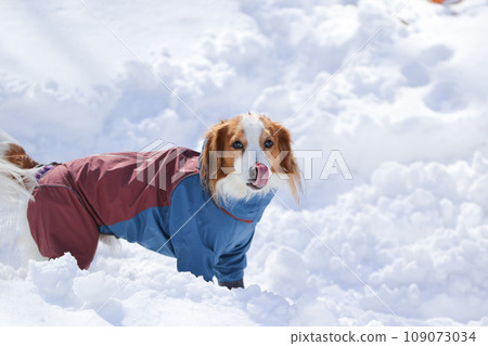 Koikerhondier wearing clothes playing on the snow Koikerhondier wearing clothes playing on the snow 109073034