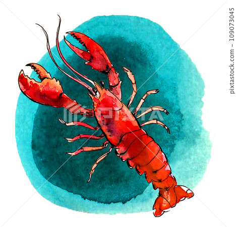 Lobster in water. Hand-drawn ink and watercolor sketch Lobster in water. Hand-drawn ink and watercolor sketch 109073045