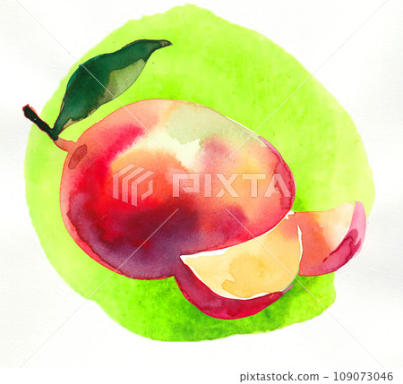 Mango fruit. Hand-drawn ink and watercolor sketch 109073046
