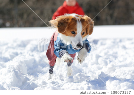 Koikerhondye 非常喜歡在雪地裡玩玩具 109073157