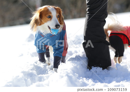 Koikerhondye is crazy about playing with toys on the snow Koikerhondye is crazy about playing with toys on the snow 109073159