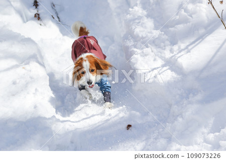 Koikerhondier wearing clothes having fun on the snow slide Koikerhondier wearing clothes having fun on the snow slide 109073226