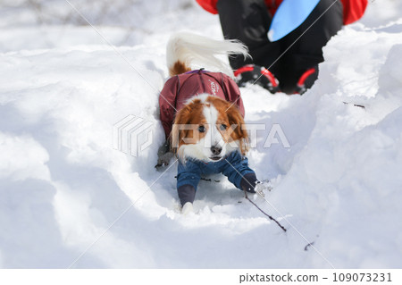 Koikerhondier 穿著衣服在雪滑梯上玩得開心 Koikerhondier 穿著衣服在雪滑梯上玩得開心 109073231