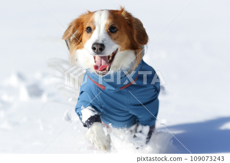 Koikerhondier 穿著衣服在新雪中奔跑 109073243
