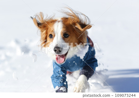 Koikerhondier 穿著衣服在新雪中奔跑 Koikerhondier 穿著衣服在新雪中奔跑 109073244