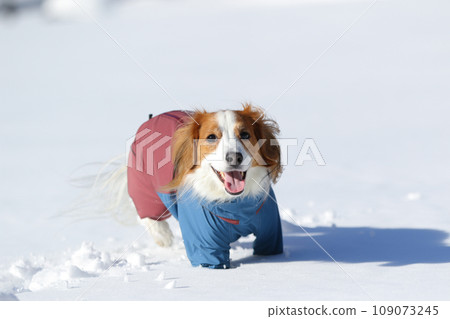 Koikerhondier 穿著衣服在新雪中奔跑 Koikerhondier 穿著衣服在新雪中奔跑 109073245