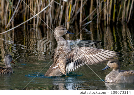 Flying Spot-billed Duck 109073314