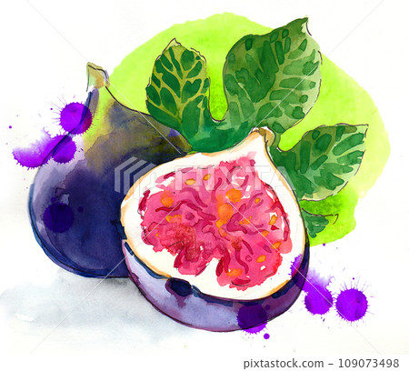Fig fruit. Hand-drawn vintage styled ink and watercolor illustration Fig fruit. Hand-drawn vintage styled ink and watercolor illustration 109073498